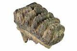 Partial, Fossil Stegodon Molar - Indonesia #148199-1